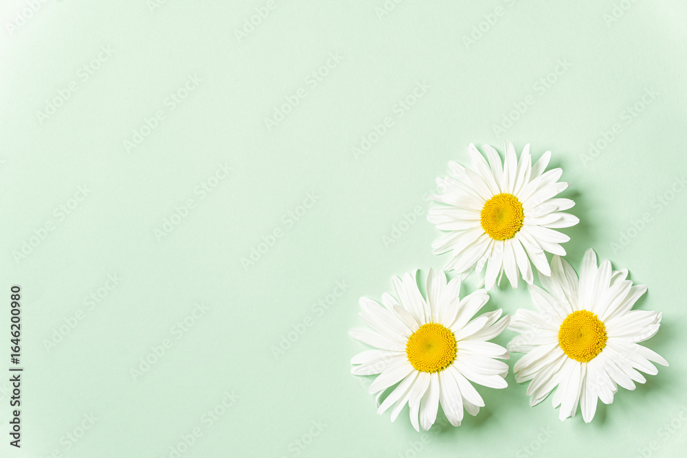 Obraz premium Three chamomile flowers on light green background.