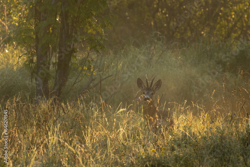Photos Photo of roe deer in the morning fog