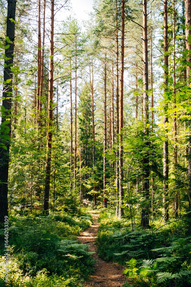Naklejka premium Swedish Forests – Lush Scandinavian Wilderness
