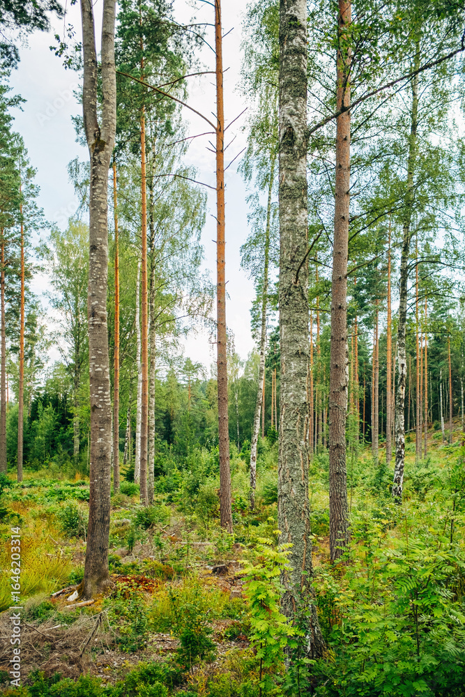 Naklejka premium Swedish Forests – Lush Scandinavian Wilderness