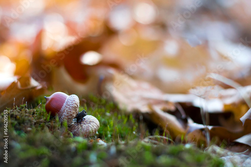 the acorn lies on the green moss of the autumn forest. juicy green moss and acorn, spring in the forest, bright natural background. acorn in an oak park, close-up, place for text