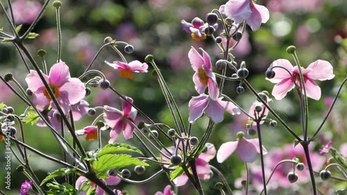 Herbst-Anemone (Anemone hupehensis)  mit rosa Blüten