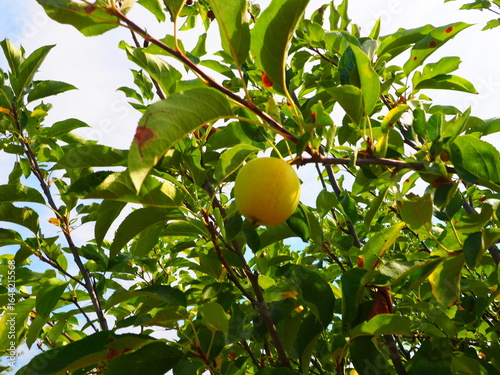 Close-up of two ripe yellow apples hanging from a tree branch in bright sunligh