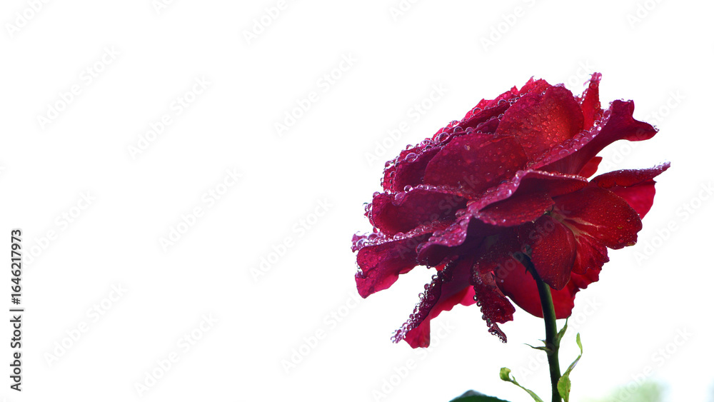 Fototapeta premium Red rose flower. rose isolated on background, close-up. Red rose flower with water drops after rain or morning dew. magic, Plant care, landscaping, holiday gift for a girl. space for text