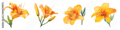 Set watercolor orange daylily flowers floral isolated on transparent background