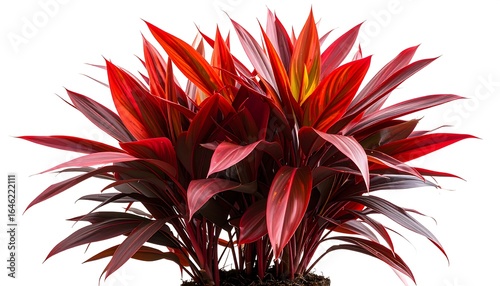 Vibrant red plant cluster