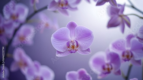 Wallpaper Mural Delicate purple orchid flower in soft focus with a bokeh background creating an ethereal and romantic atmosphere Torontodigital.ca