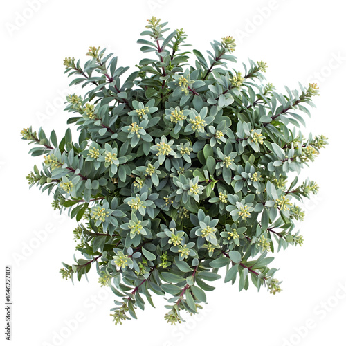 Aerial View of a Lush, Green Creeper Plant with Delicate Yellow Flowers, Isolated on Black Background