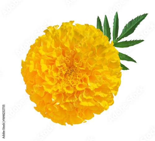 Beautiful Yellow Marigold flower isolated on transparent background. Indian flowers for traditional functions pongal, diwali, marriage, ayudha pooja.