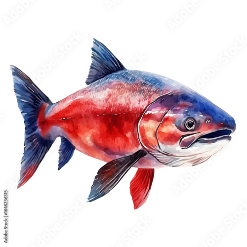 Salmon, watercolor drawing vector, isolated on a white background.