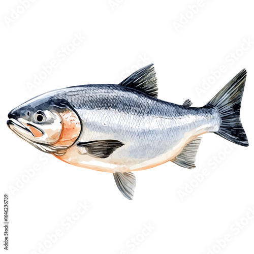 Salmon, watercolor drawing vector, isolated on a white background.