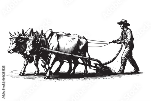Farmer plowing field with oxen and plow agriculture