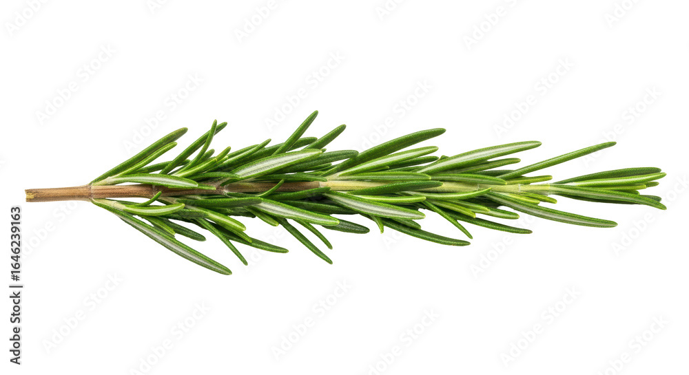 Isolated Rosemary sprig Isolated Rosemary sprig
