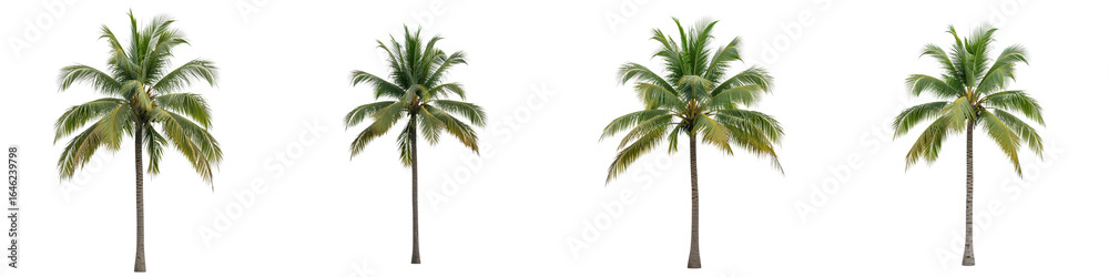 Fototapeta premium Set of four tall coconut palm trees with slender trunks and lush green fronds, perfect for tropical and nature themed designs