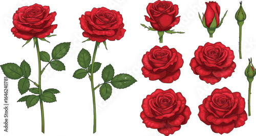 Red rose growth stages, realistic flower illustration, botanical clipart set, blooming rose vector, rose buds and stems, floral design bundle