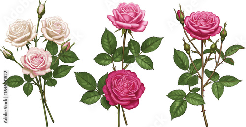 Rose plant illustration, pink blooming roses, floral vector clipart, garden flower design, rose buds and leaves, botanical artwork, nature blossom set