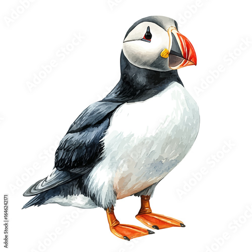 Puffin, watercolor clipart vector, isolated on a white background.