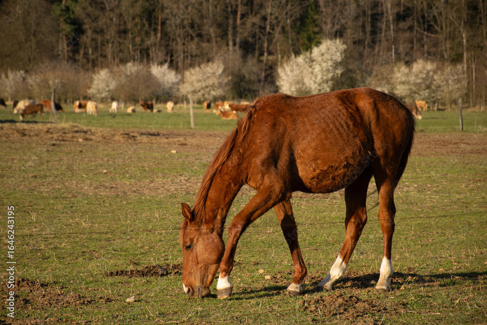 Obraz premium horse on a pasture on a nice spring day