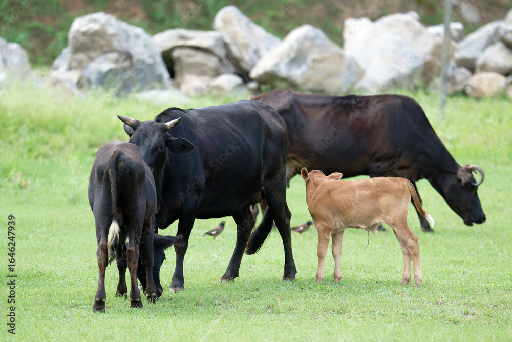 Brown calf enjoying a sunny day outdoors with parents Brown calf enjoying a sunny day outdoors with parents