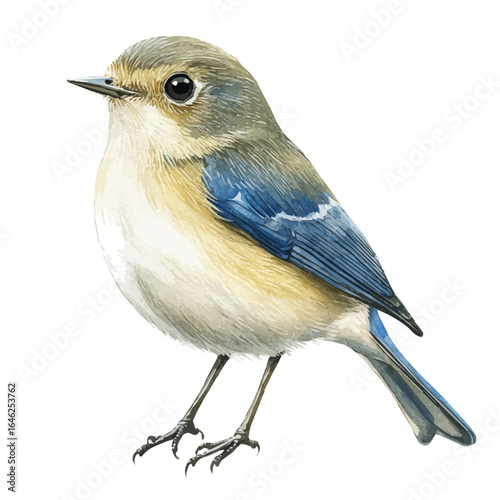 watercolor vector of Nightingale, isolated on a white background.