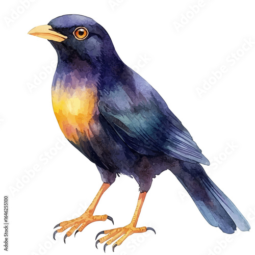 Myna Bird, watercolor painting vector, isolated on a white background.