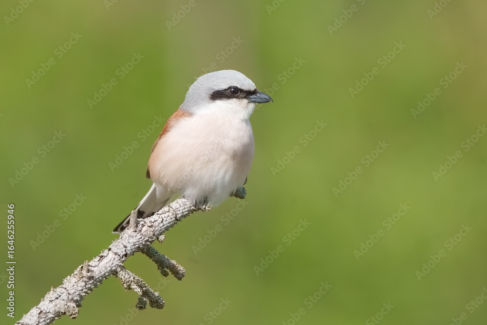 Obraz premium Neuntöter