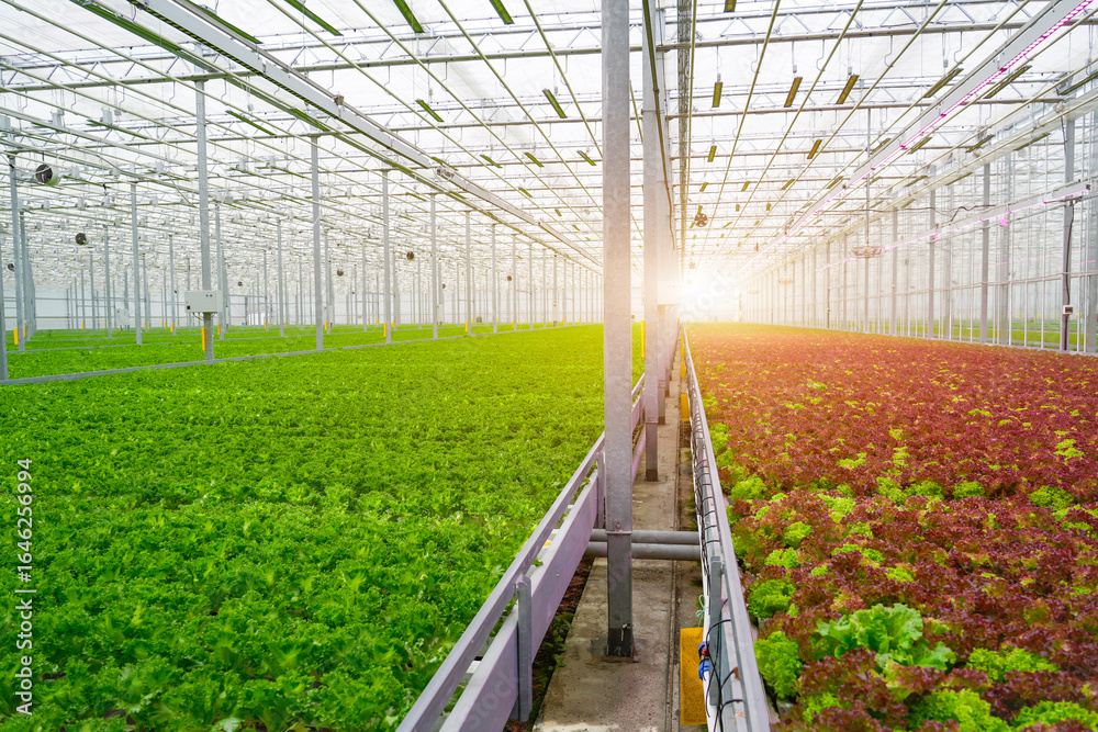 Fototapeta premium A large industrial greenhouse contains rows of different kinds of lettuce crops. Green leaf lettuce grows next to a row of red leaf lettuce