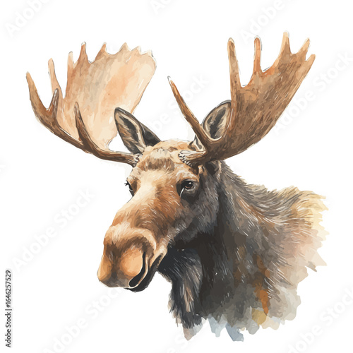 Moose, watercolor vector, isolated on a white background.