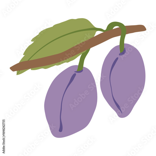 Plum vector illustration. Fresh blue plums from the autumn harvest. Plumes simple vector illustration on a white background.