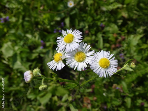 White daisies in a garden