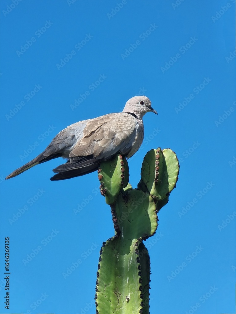 Obraz premium bird on a branch