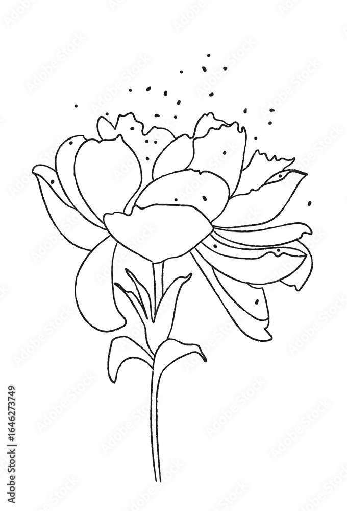 Obraz premium Peonies - black line drawing of flowers