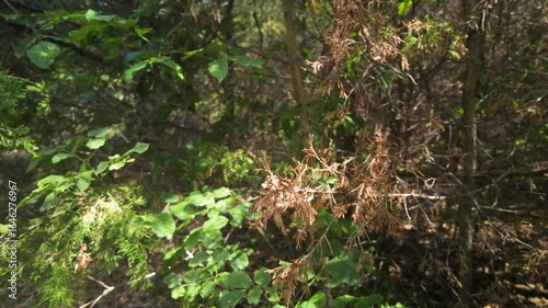 Nature and sunlight at Fellows Lake