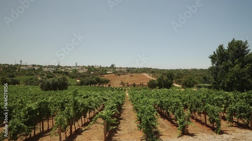 Vineyard rows with rural village in the background, Algarve, Portugal