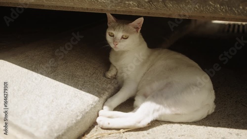 White cat resting in the shade under a structure on a sunny day