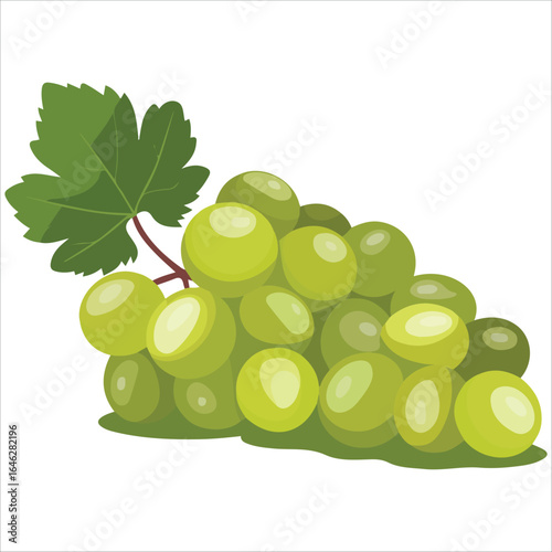 Sweet white muscat grapes vector graphic white
