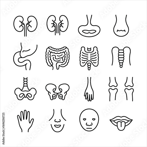 Medical organs line icon set arranged together in a single frame