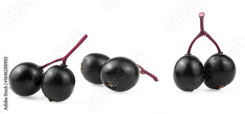 Fresh berries of black elderberry fruit on a white background, isolated image. Sambucus, healing berries.