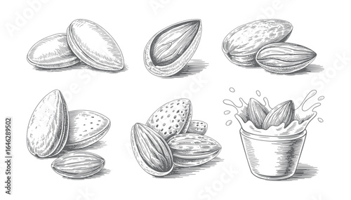 Hand drawn almond nut set with splash in vintage engraving style.
