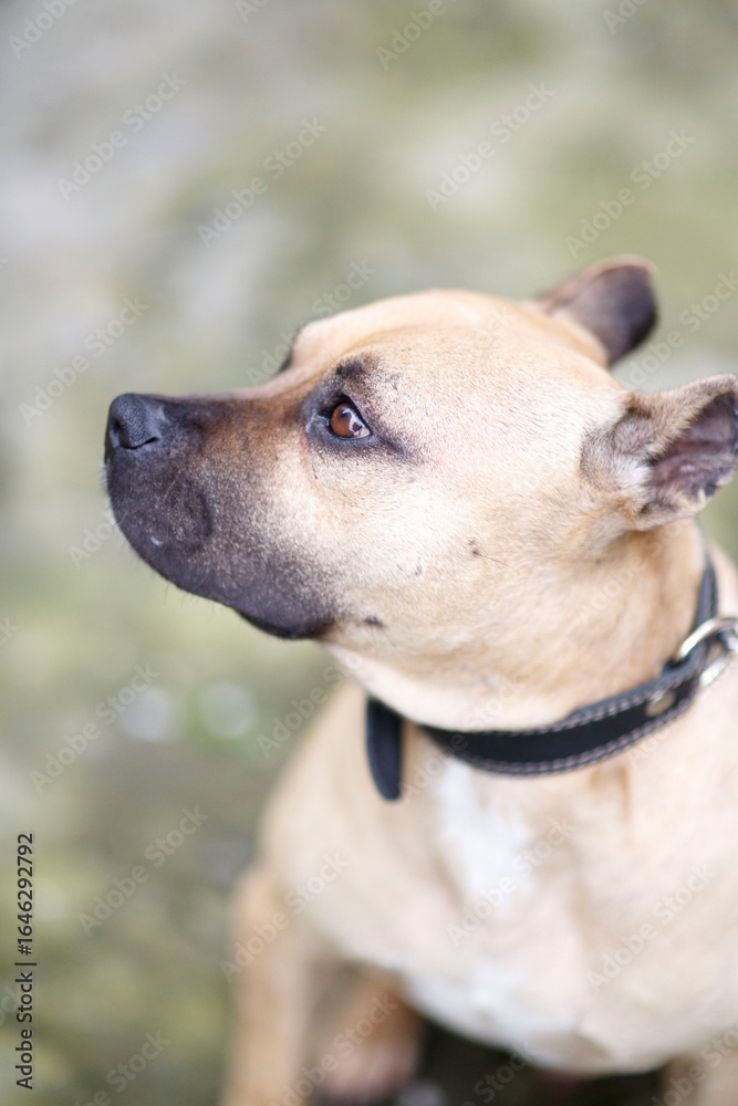 Staffordshire Terrier sitting Staffordshire Terrier sitting