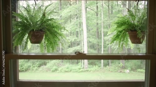 Hanging ferns in a window looking out to a wooded area