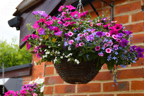 Close up shot of beautiful bright and cheerful hanging basket full of flowers, a welcome decoration on any house wall.