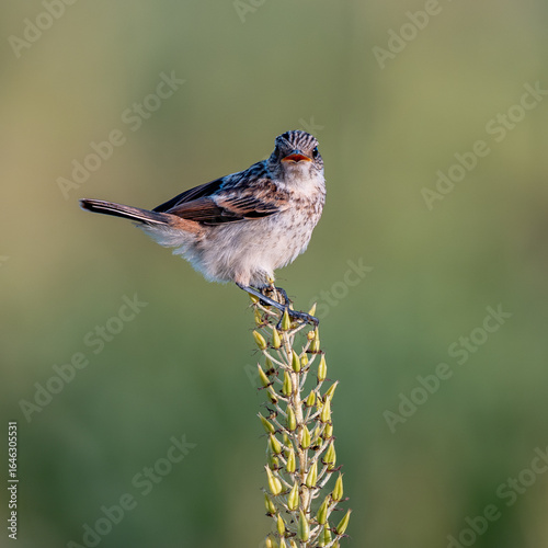 ノビタキの囀り