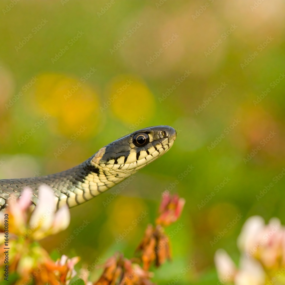 Obraz premium Snake amidst wildflowers