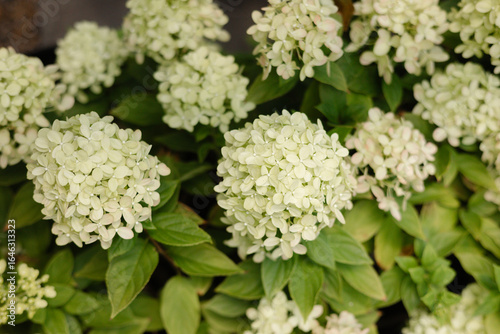 Blooming limelight hydrangea flowers in a lush garden during late spring season with vibrant green leaves