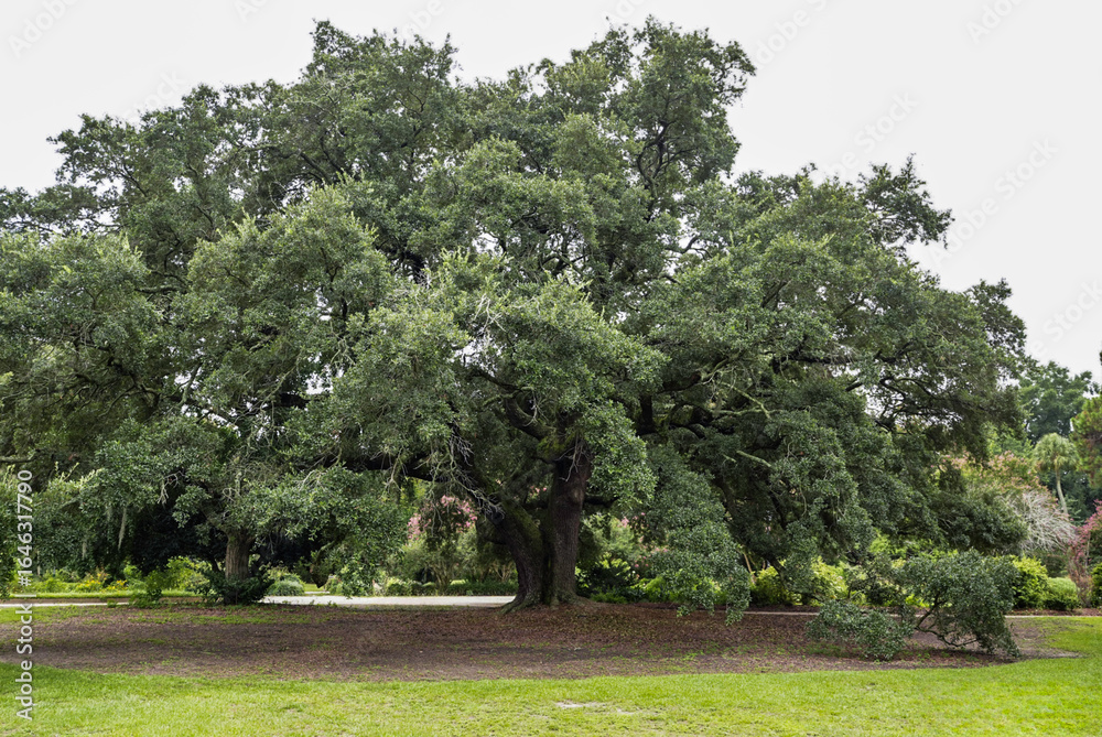 Live oak tree in a park Live oak tree in a park