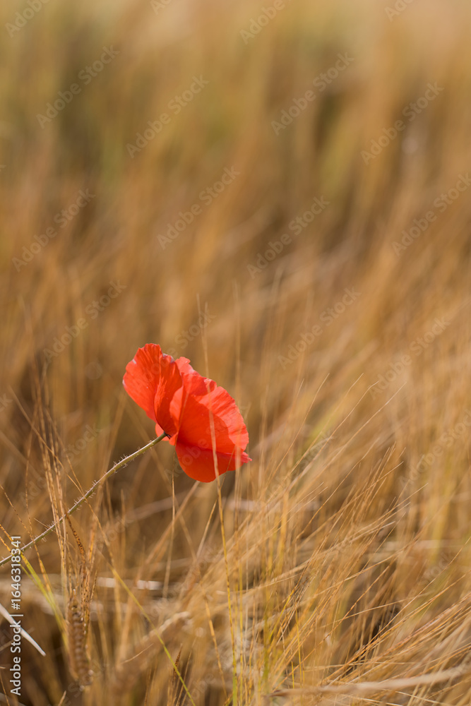 Fototapeta premium poppy in a wheat field