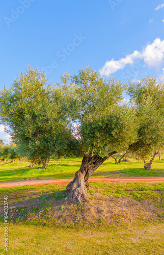An olive tree (Olea europaea) in an olive orchard in summertime
