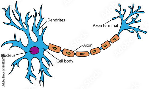 Parts of a neuron: dendrites, axon, cell body, nucleus
