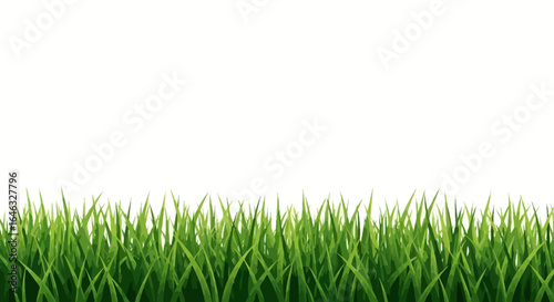 Fresh green grass lawn border on a white background, vibrant spring meadow vector illustration for nature design.
